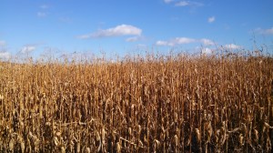 Iowa Corn