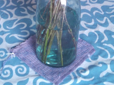 IMG_20170310_092854_598 (1)