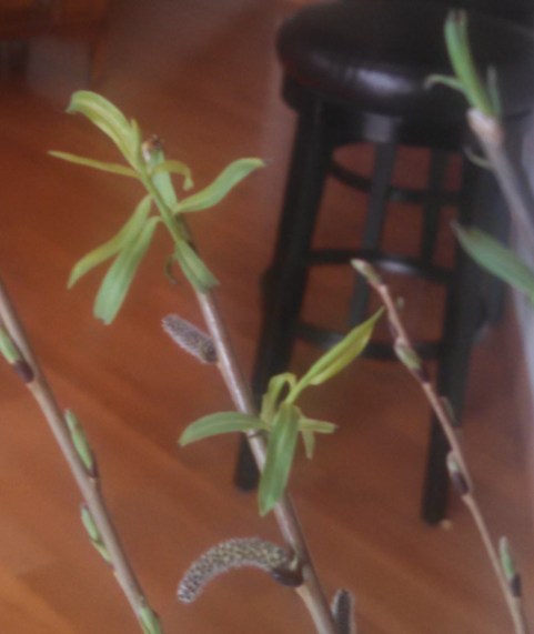 IMG_20170321_082317_375 (1)