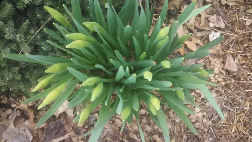 IMG_20170406_092827_026