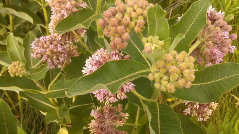 IMG_20170617_181409_205