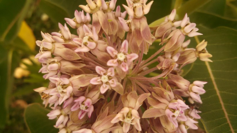 IMG_20170617_183143_817